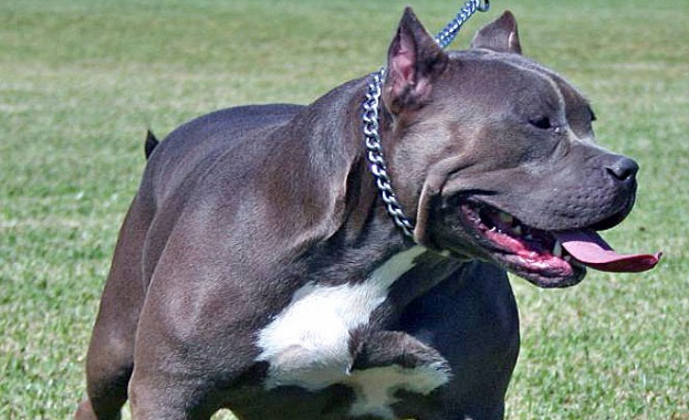 Русенец е в основата на международна мрежа за кучешки боеве