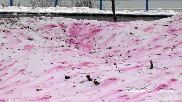 Розовый снег собаки. Розовый снег. Череповец розовый снег. Розовый снег в Ставрополе. Разноцветный снег.