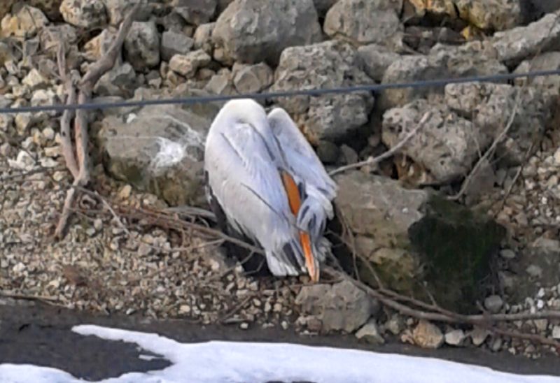 Мъртъв пеликан на русенския кей