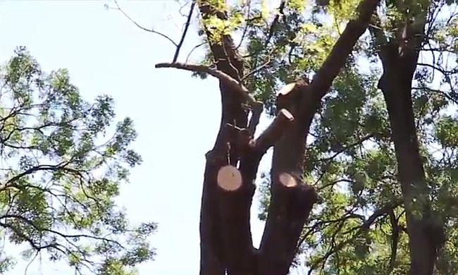 Защитено дърво на 150 години