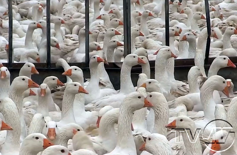 хиляди пекински патици