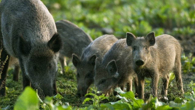 нови случаи на африканска чума при диви свине