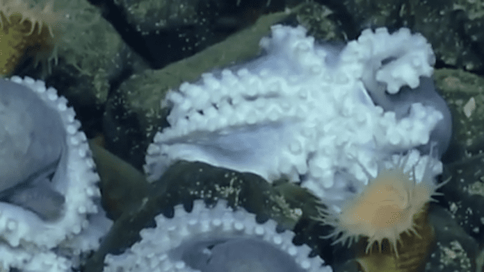 Любопитно струпване на октоподи в САЩ