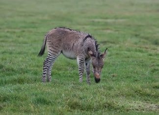 Роди се Зипи – рядка кръстоска между магаре и зебра