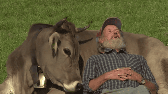 След референдума в Швейцария – кравите остават без рога