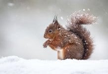 Прогноза: Сняг на Коледа, студ на Нова година Затопляне преди Коледа и студ по Нова година