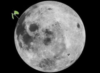 Какво се случи с покълналия памук на Луната?