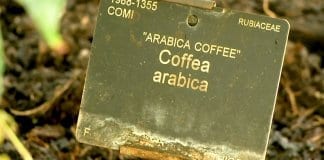 Учените алармират: Кафето може да изчезне