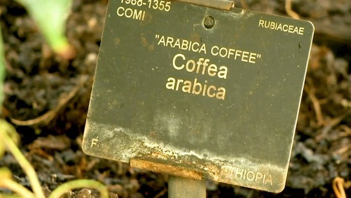 Учените алармират: Кафето може да изчезне
