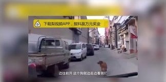 Куче доведе линейка при стопанина си