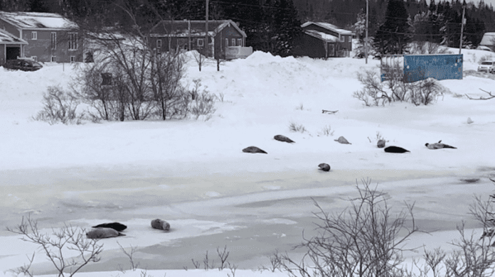 Десетки тюлени бедстват в канадски град