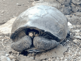 Откриха гигантска костенурка, смятана за изчезнал вид
