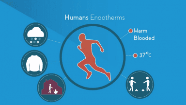 Humans Endotherms