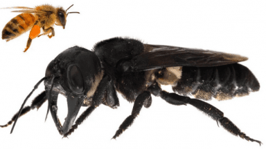 Megachile Pluto