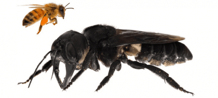 Най-голямата пчела в света не е изчезнала