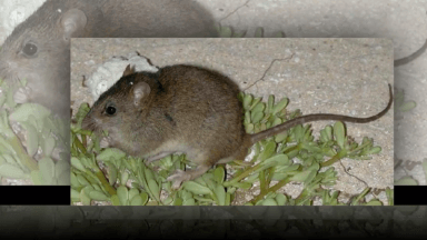 The Bramble Cay melomys