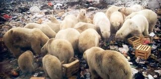 Нашествие на бели мечки в руския архипелаг Нова Земя