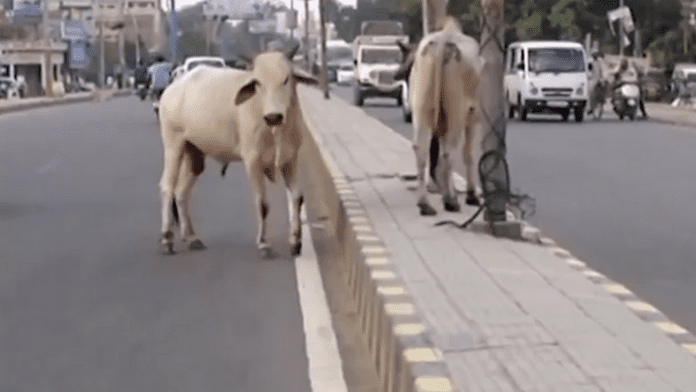Индия има проблем с кравите