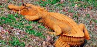 В САЩ се появиха оранжеви алигатори