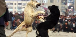 Прокуратурата няма основания да повдигне обвинения
