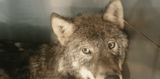 Естонци спасиха вълк, мислейки го за куче