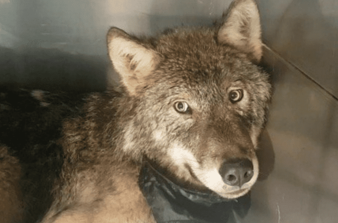 Естонци спасиха вълк, мислейки го за куче