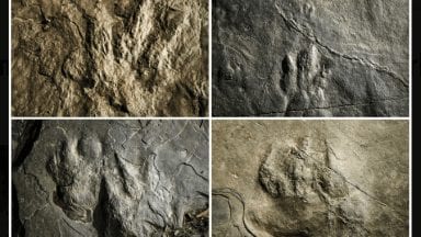 Dinosaur tracks