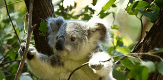 Дронове с точност броят коали