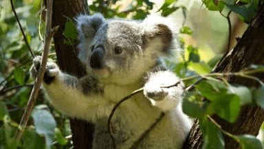 Koala