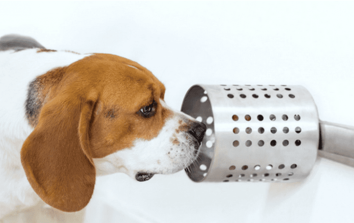 Новост: Кучетата могат да надушват рак с 97% точност