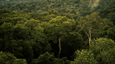 Amazon rainforest
