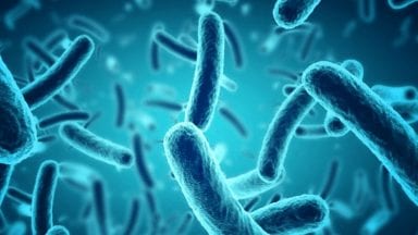 Bacteria