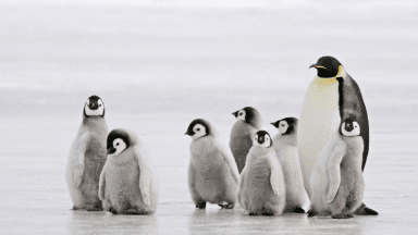Emperor penguin 1