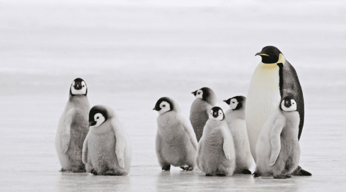 Регистрирана е масова смърт на бебета императорски пингвини