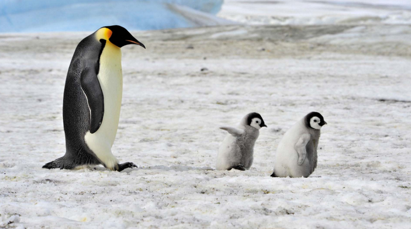 Регистрирана е масова смърт на бебета императорски пингвини