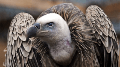 Griffon vulture