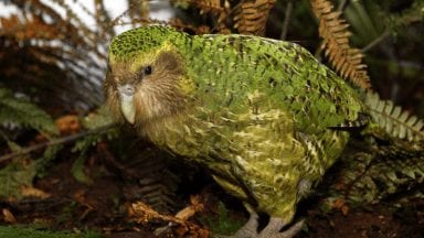 Kakapo