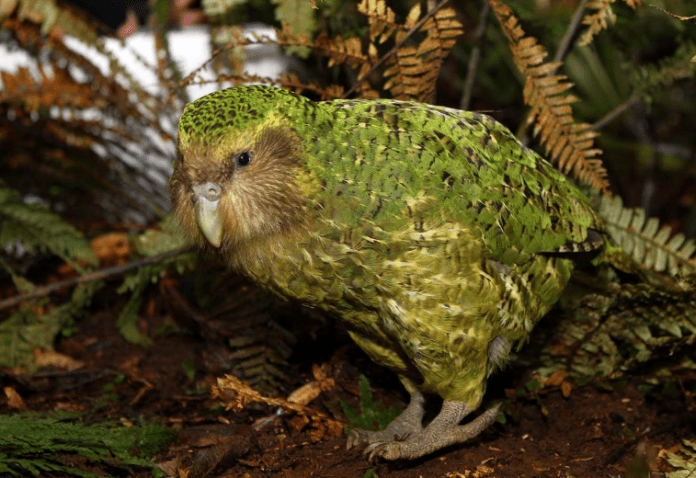 Рядък вид папагали – с рекорден брой новоизлюпени