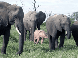 Роди се розов слон в Южна Африка