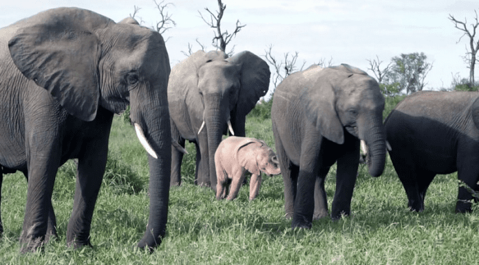 Роди се розов слон в Южна Африка