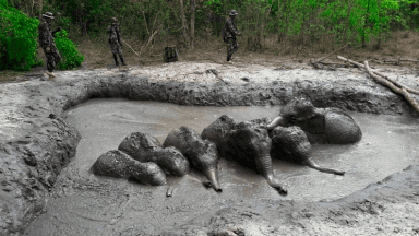 baby elephants