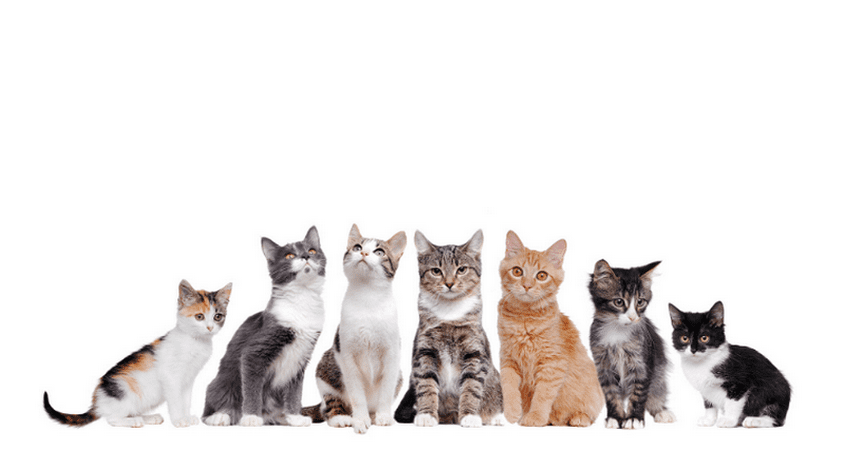 Проучване доказа, че котките разпознават собственото си име