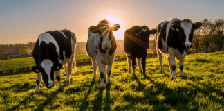 Австрия издаде наръчник за срещи с крави на алпийските пасища