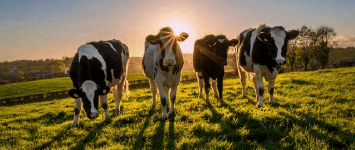 Австрия издаде наръчник за срещи с крави на алпийските пасища