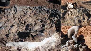 dinosaur fossils
