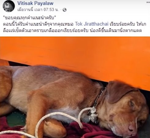 Куче беше спасено на 220 км в морето