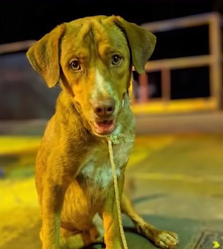 Куче беше спасено на 220 км в морето