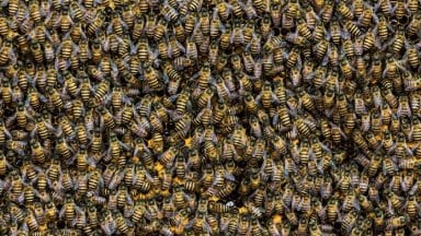 80000 bees