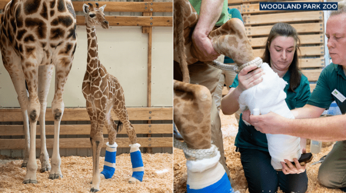 Новородено жирафче ще носи ортопедични обувки