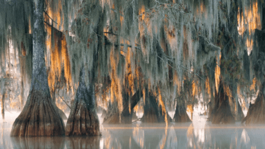 Bald Cypress